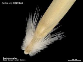   Floret:   Aristida arida , floret callus; Photo by South Australian Seed Conservation Centre, used with permission
